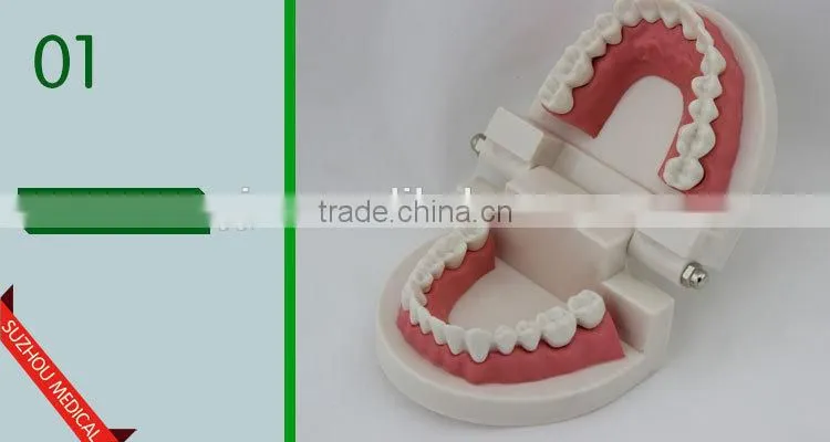 Teeth care model