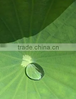 Water Repellent Dust Repellnet Self Cleaning Coating