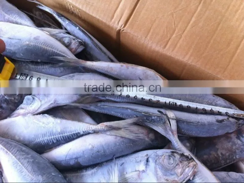 Frozen horse mackerel