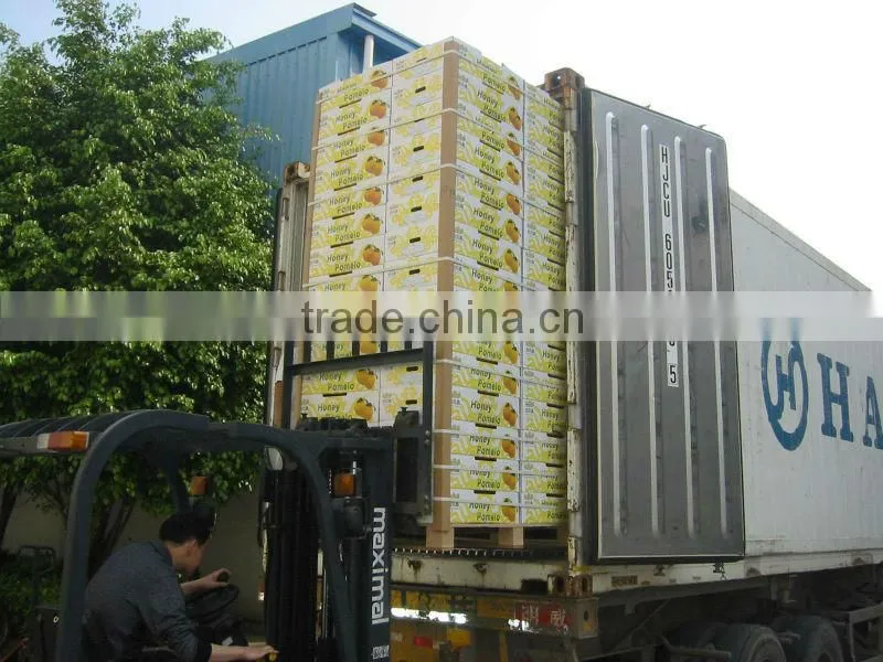 Fresh Guanxi honey pomelo