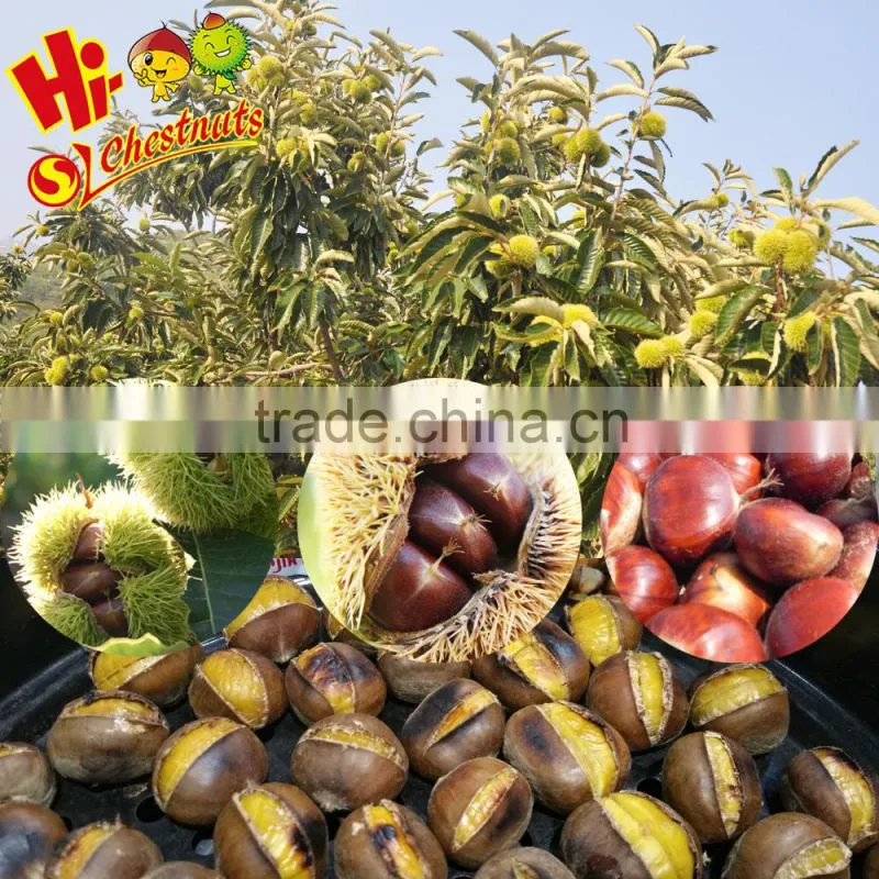 Wholesale Chestnut Raw Sweet Fresh Chestnut Kernel