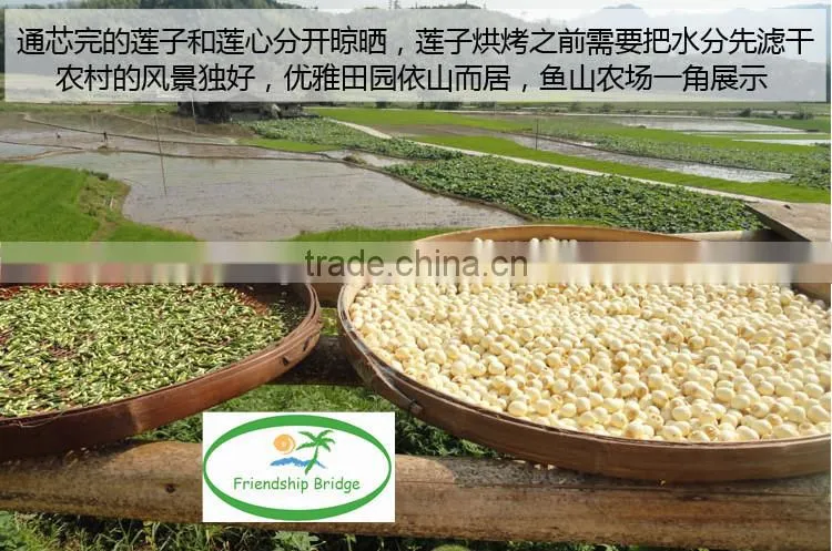 Nelumbo nucifera Gaertn Lotus nut Lotus seeds
