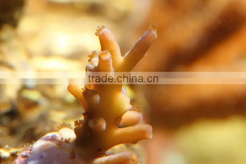eSUN polycaprolactone (polymorph)for coral reef frag glue application in aquarium