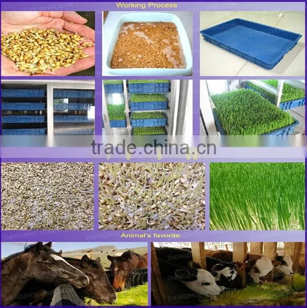 Best quality hydroponic grass room/ barley fodder growing system for growing animal feed