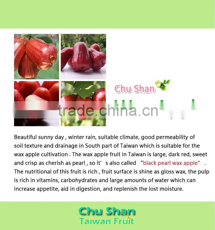 Good Quality Wax Apple for sale