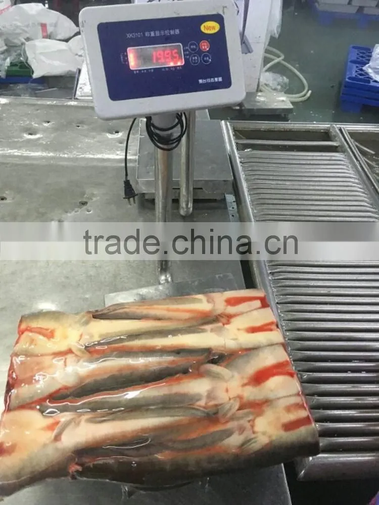 frozen seafood cat fish headless catfish maw