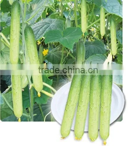 Hybrid high yield sweet fruit cucumber seeds for sale-Silver Dragon