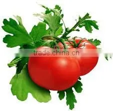 2 Years Shelf Life and Plastic Packaging Tomato Ketchup
