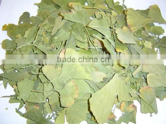 Ginkgo Biloba leaves 50kgs/bag
