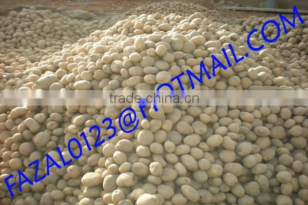BANGLADESHI HIGH QUALITY FRESH GRANOLA POTATO AND DIAMOND POTATO FROM EXPORT TRADE ASSOCIATE WITH CHEAP PRICE