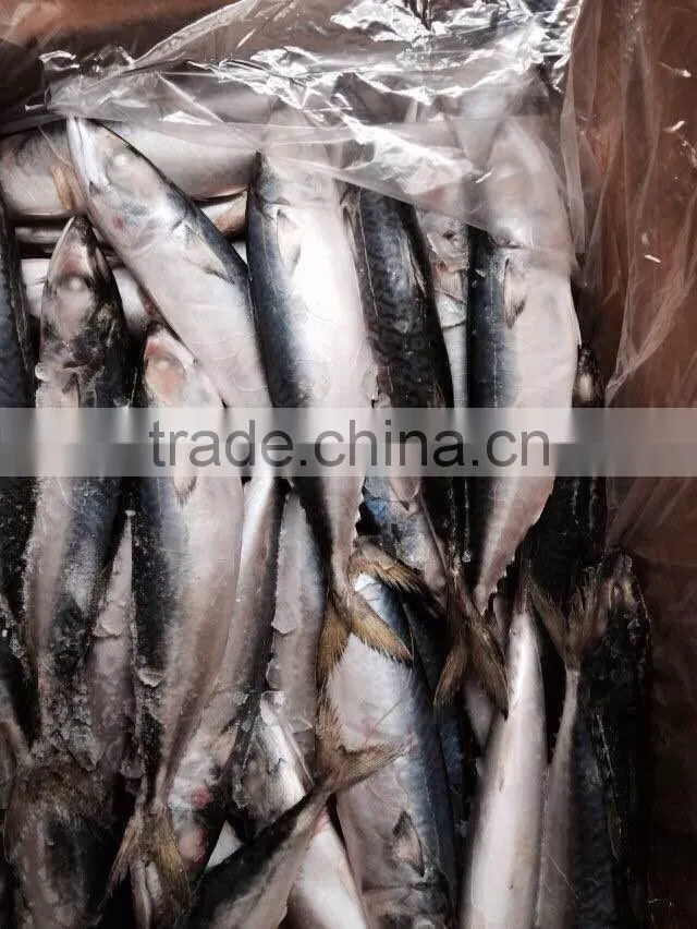 Frozen Mackerel Prices