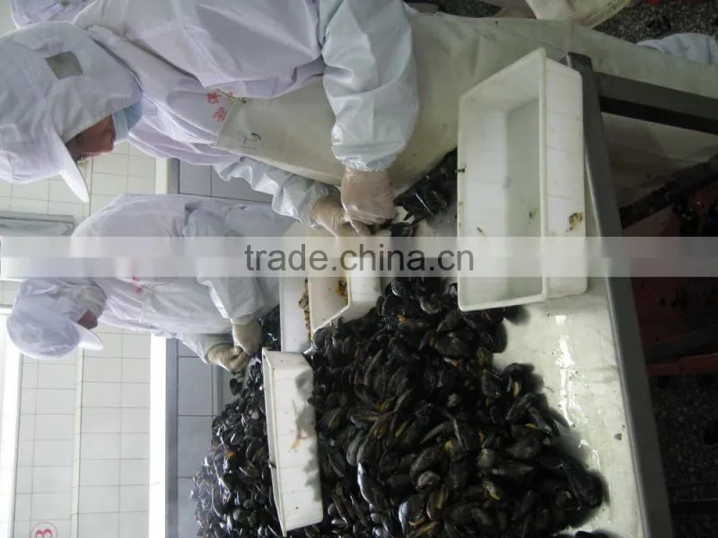 IQF blue mussel meat