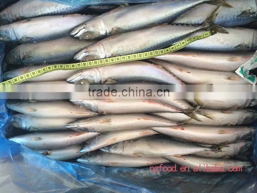 frozen mackerel fish whole round