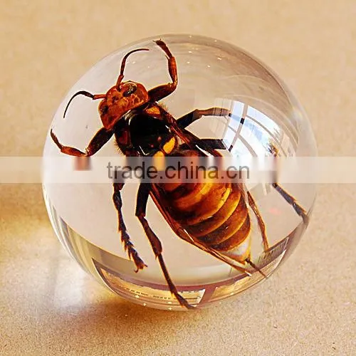 Real bug acrylic bouncing ball