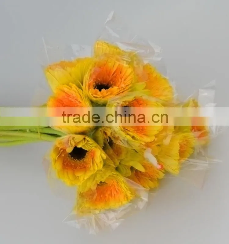 Fresh Champagne flowers of gerbera