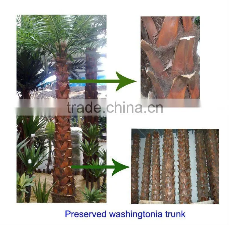 Indoor preserved washingtonia palm tree fake tropical big palm tree