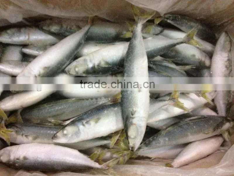 New fishing frozen IQF 60-70g pacific mackerel in 2016