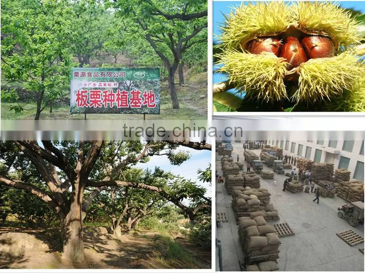 Organic chestnuts