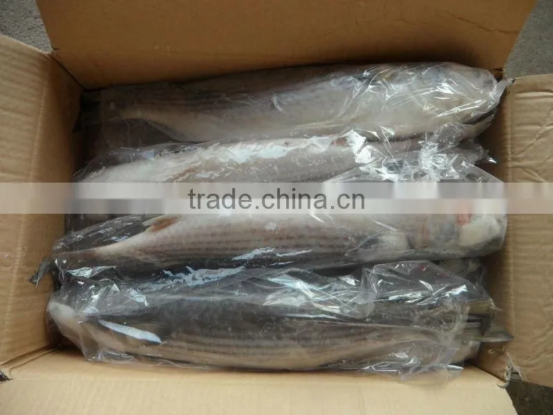 frozen whole round mullet(mugil cephalus)