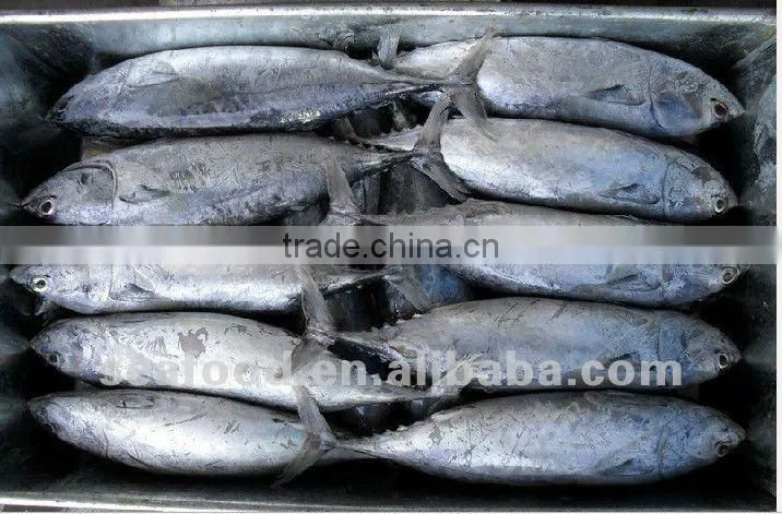 frozen sea food skip jack W/R & YELLOW FIN TUNA W/R