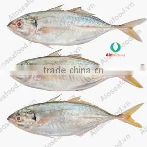 SCAD: ROUND/ LAYANG/ YELLOW TAIL/ YELLOWSTRIPE/ BIG EYES