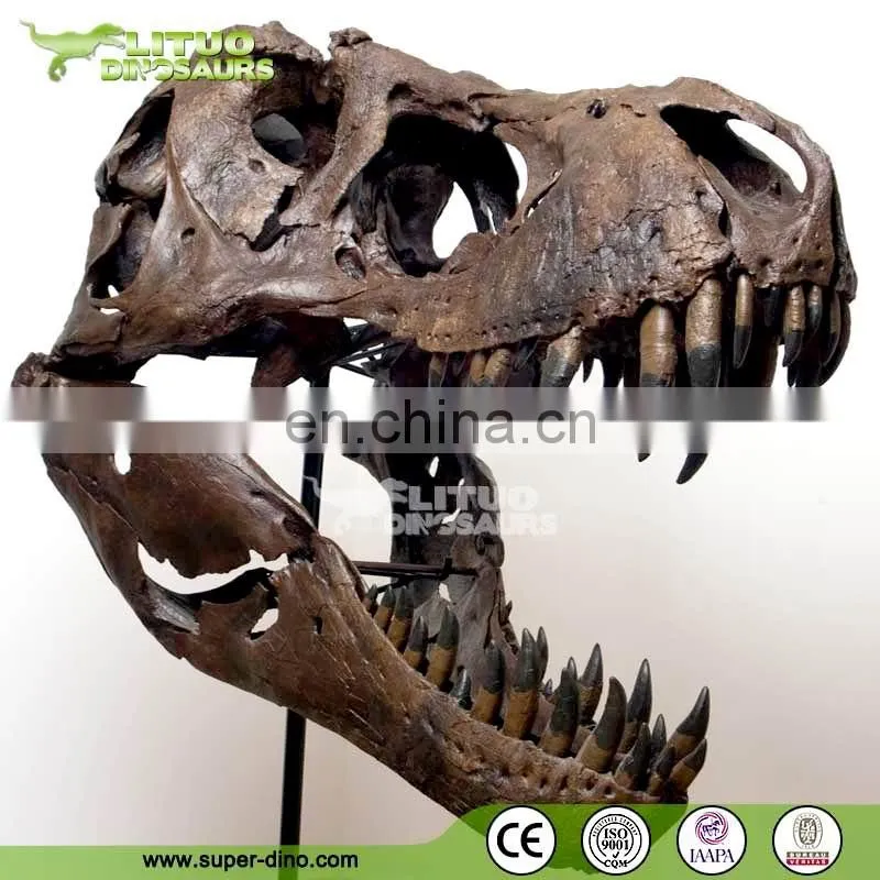 Trade Assurace High Simulation Museum T REX Skull