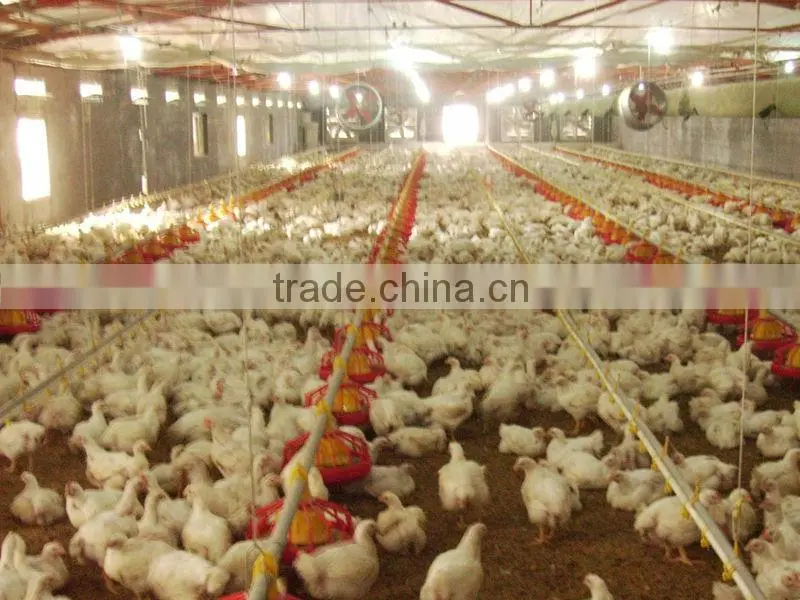 Manufacture ofAutomatic high quality low price chicken feeders
