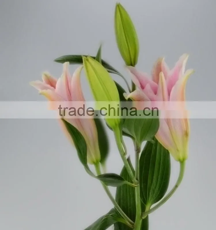 Fresh sorbonne wedding decoration lily flower bouquet
