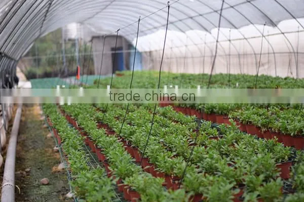 Agricultural Plastic Houses