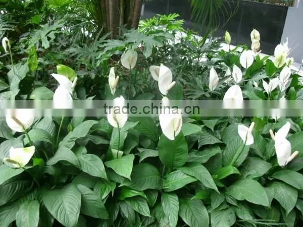 Real Touch Plastic Plant Artificial Spathi phyllum