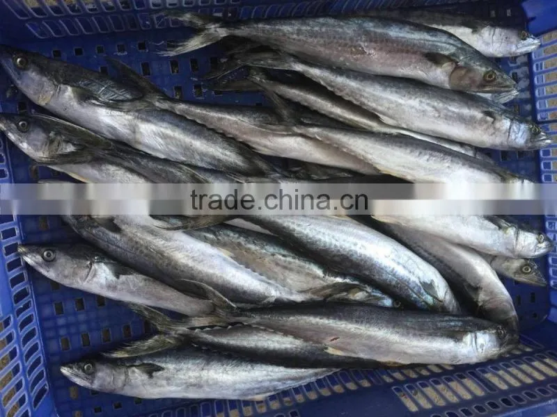 Bulk Packing Good Quality Spanish Mackerel Frozen On Board