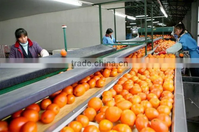 chinese new seasonal orange