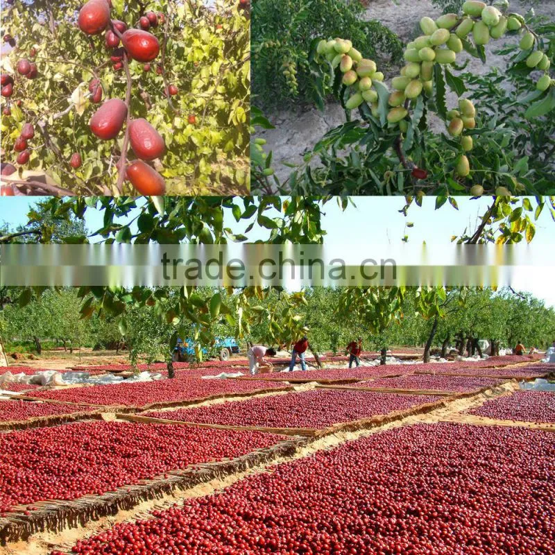 Freeze Dried (FD) Chinese Red Dates Chips
