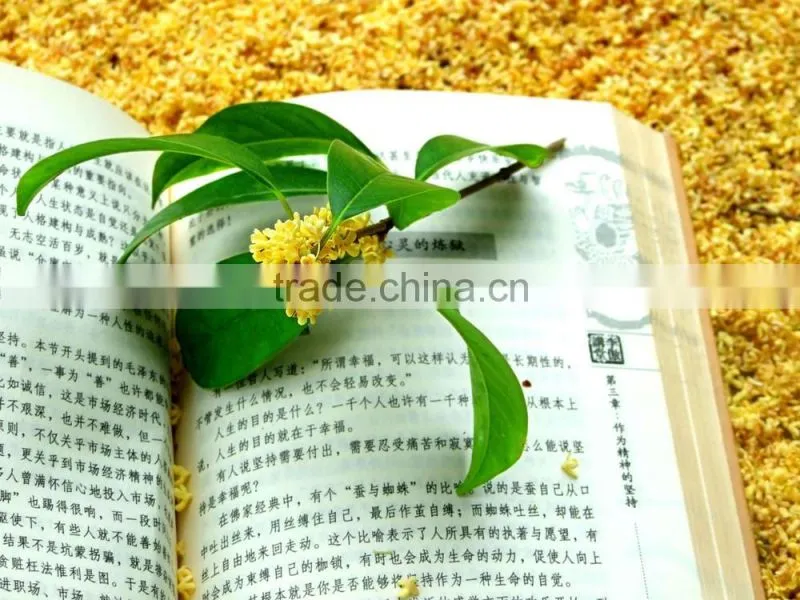 Sweet osmanthus Sweet olive Tea olive Fragrant olive seeds for growing beautiful flower trees