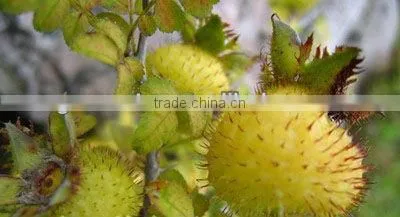 Rosa Roxburghii Extract