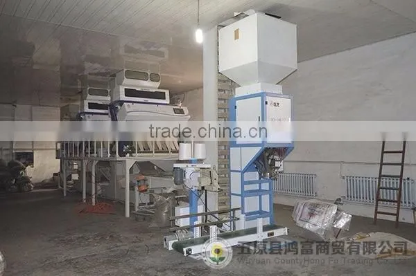 A sunflower kernels/yellow sunflower kernels for export