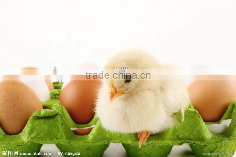 high efficiency Egg Incubator Machine