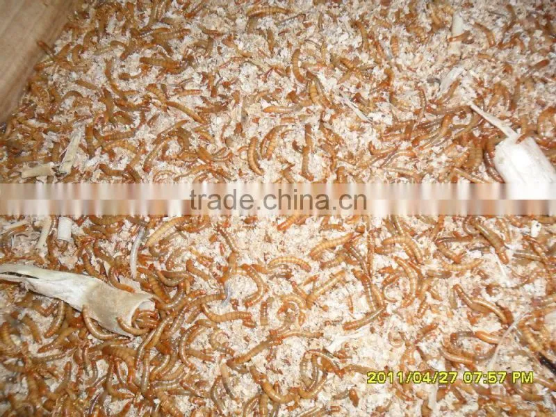 Dry Pet Food 100% Natural Chicken Food Mealworms