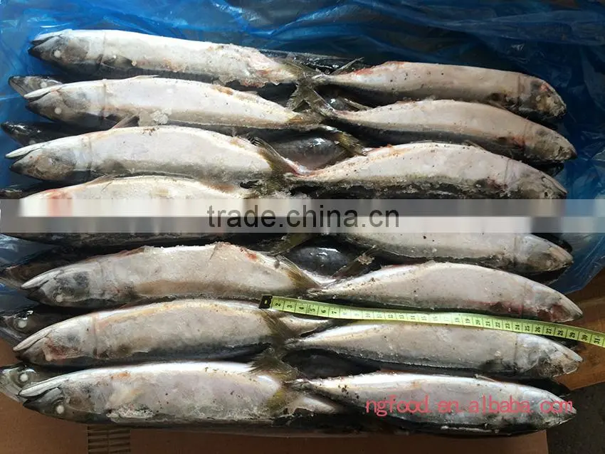 Frozen Chub Mackerel and Pacific Mackerel Scomber Japonicus