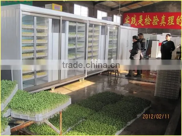 Black Bean Sprouts Making Machine | Green Mung Bean Sprouting Machine