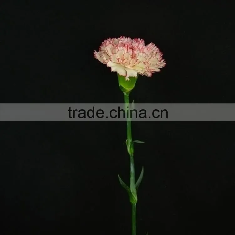 Special OEM fresh cut red pink carnations flowers