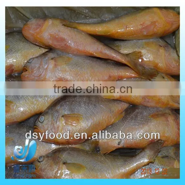 Frozen yellow croaker fish