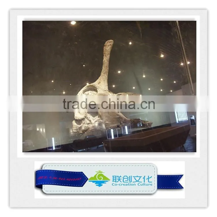 Life size dinosaur head fossils for sale