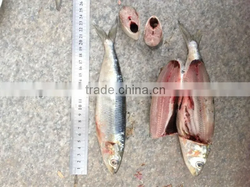 For bait fish whole round frozen sardines 8-10pcs/kg