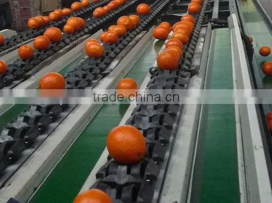 fresh navel orange all size