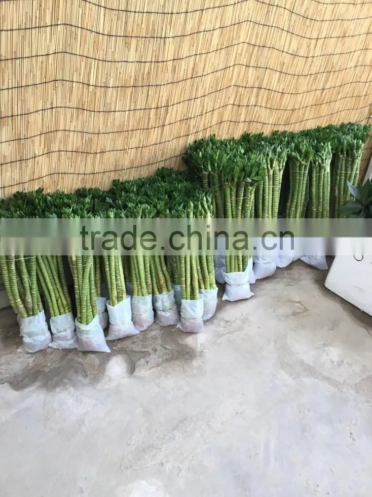 Dracaena sanderiana Sander