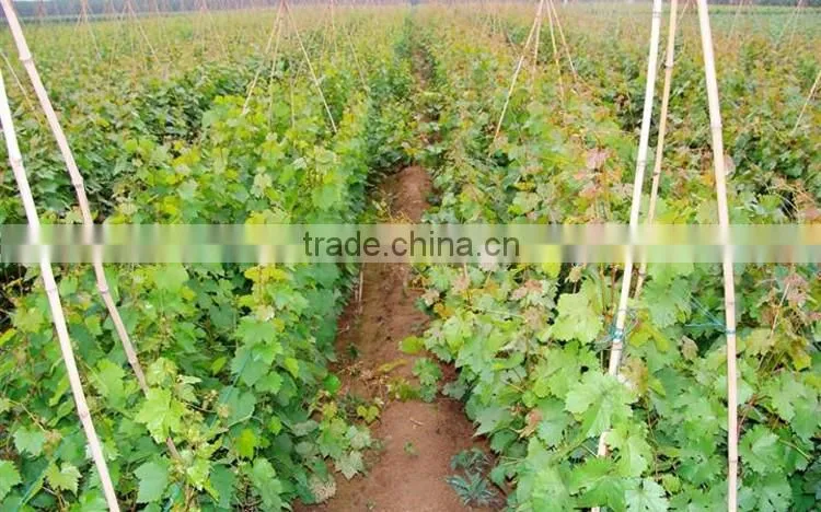 grape tree seedling