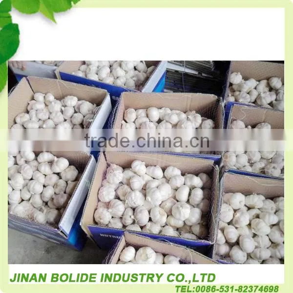 chinese natural garlic supplier