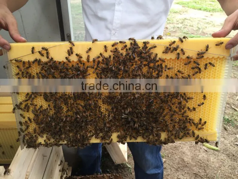 2017 Hot Sale Food Grade Automatic Honey Flow Bee Hive frame