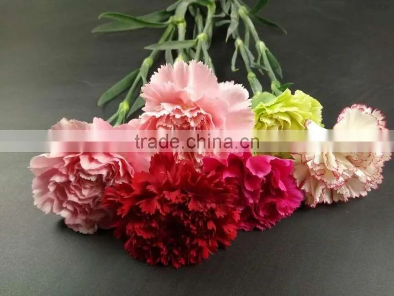 Wedding Decoration Centerpieces Fresh Cut Flower Carnation Exporting From Yunnan